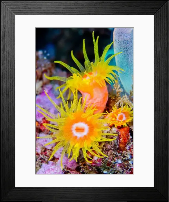 Framed Print : Encrusting Sea Anemone, Reef Building Corals, Coral Reef, Lembeh, North Sulawesi, Indonesia, Asia Framed Print : Encrusting Sea Anemone, Reef Building Corals, Coral Reef, Lembeh, North Sulawesi, Indonesia, Asia