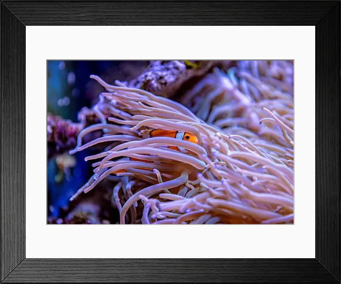 Framed Print : An Saltwater Fish Tank with Coral and Fish Framed Print : An Saltwater Fish Tank with Coral and Fish
