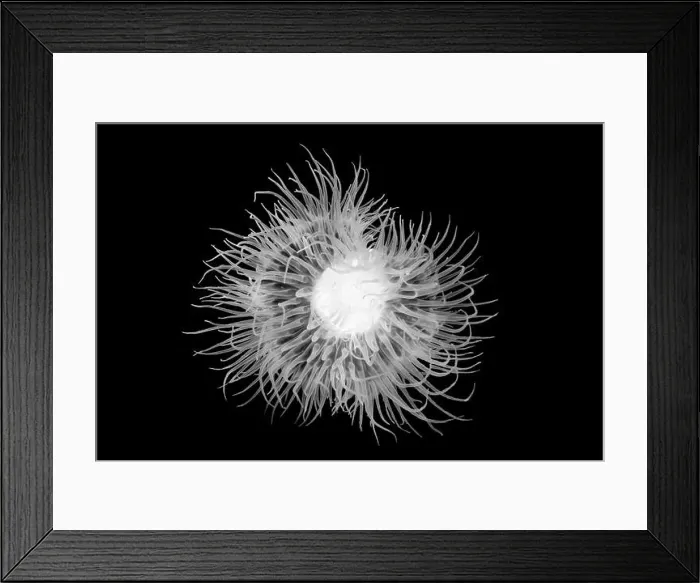 Framed Print : Short Plumose Anemone, Metridium dianthus Framed Print : Short Plumose Anemone, Metridium dianthus