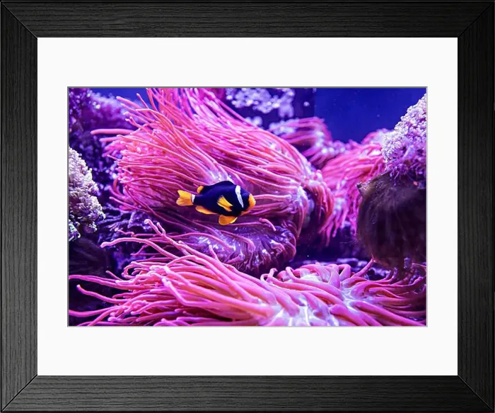 Framed Print : An Saltwater Fish Tank with Coral and Fish Framed Print : An Saltwater Fish Tank with Coral and Fish