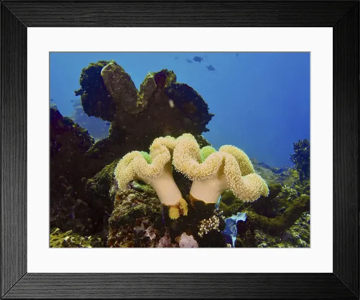 Framed Print : Vividly coloured corals, mushroom leather coral (Sarcophyton glaucum)