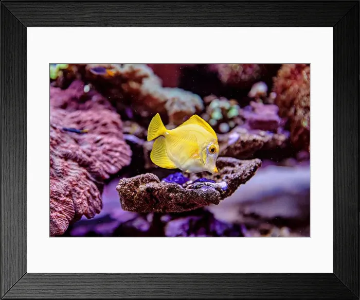 Framed Print : An Saltwater Fish Tank with Coral and Fish