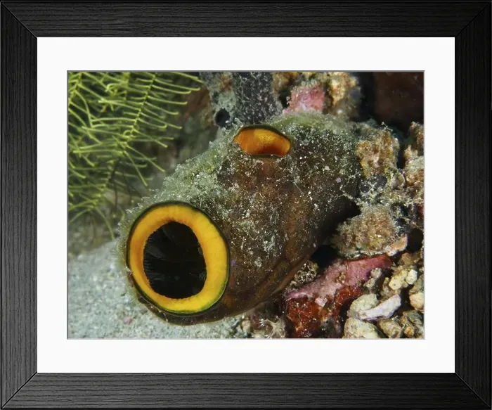 Framed Print : Underwater organism resembling a tube with orange-coloured openings Framed Print : Underwater organism resembling a tube with orange-coloured openings