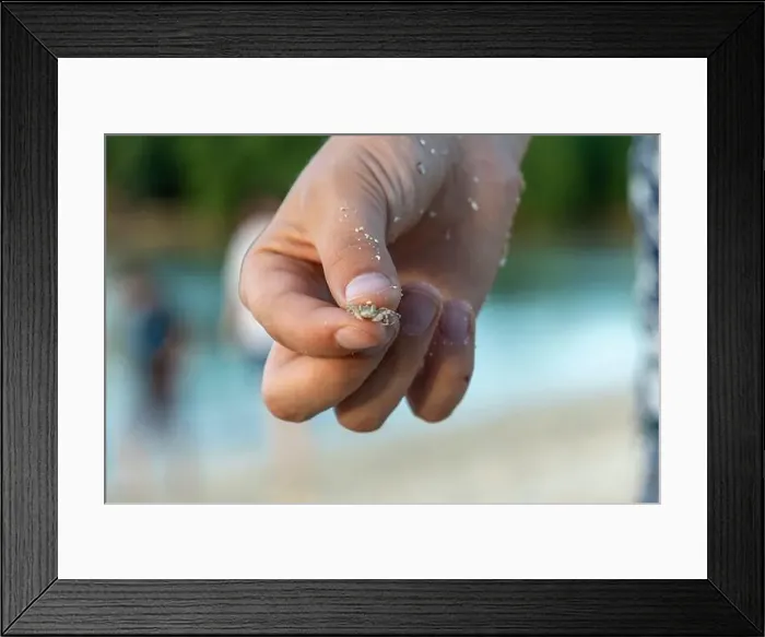 Framed Print : Exploring a coastal habitat with crabs and a hermit crab on the sand Framed Print : Exploring a coastal habitat with crabs and a hermit crab on the sand