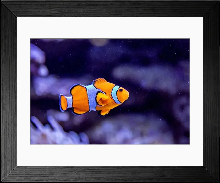 Framed Print : An Saltwater Fish Tank with Coral and Fish Framed Print : An Saltwater Fish Tank with Coral and Fish