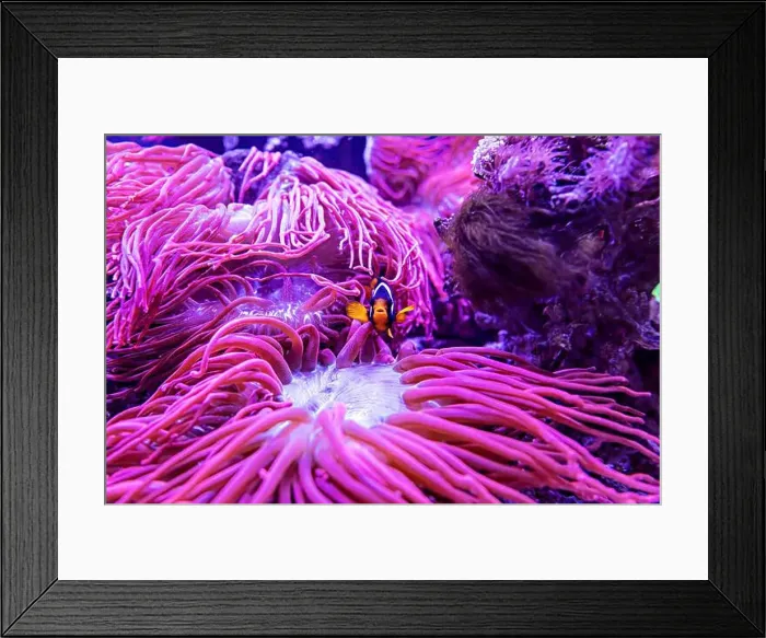 Framed Print : An Saltwater Fish Tank with Coral and Fish Framed Print : An Saltwater Fish Tank with Coral and Fish
