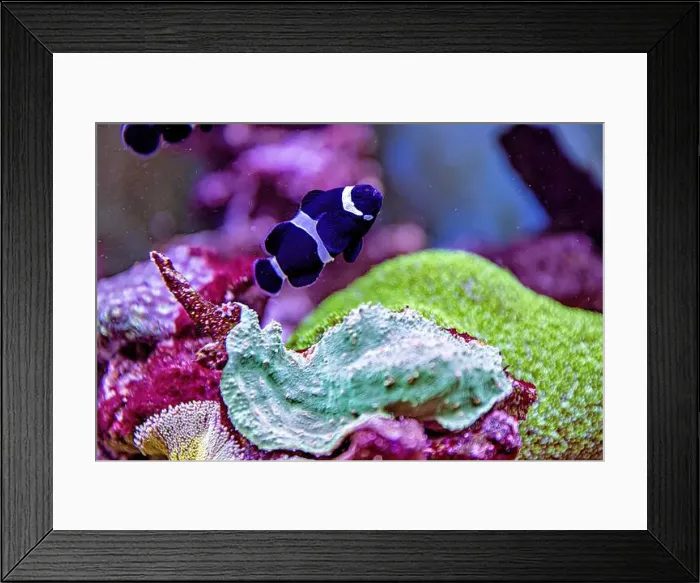 Framed Print : An Saltwater Fish Tank with Coral and Fish Framed Print : An Saltwater Fish Tank with Coral and Fish