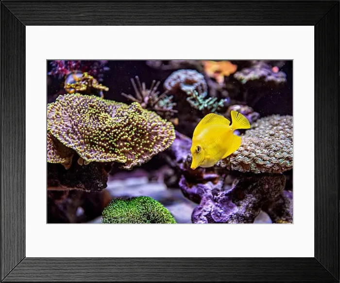 Framed Print : An Saltwater Fish Tank with Coral and Fish Framed Print : An Saltwater Fish Tank with Coral and Fish