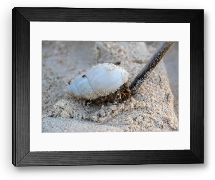 Framed Print : Exploring a coastal habitat with crabs and a hermit crab on the sand Framed Print : Exploring a coastal habitat with crabs and a hermit crab on the sand