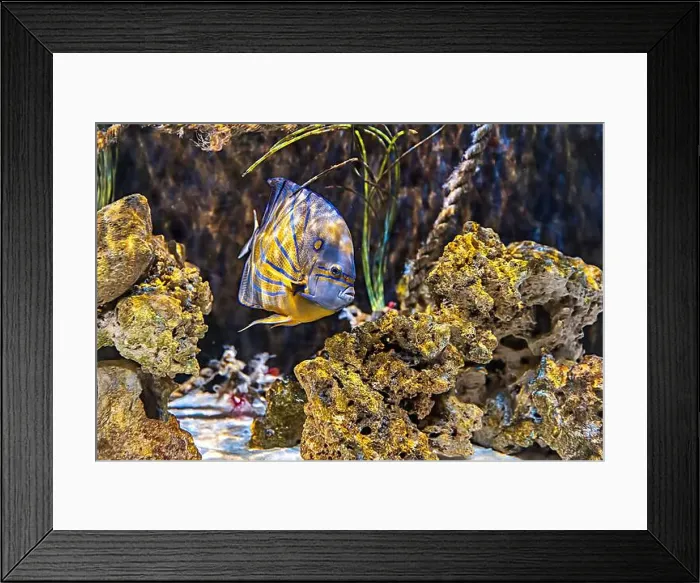 Framed Print : An Saltwater Fish Tank with Coral and Fish Framed Print : An Saltwater Fish Tank with Coral and Fish