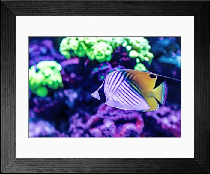 Framed Print : An Saltwater Fish Tank with Coral and Fish Framed Print : An Saltwater Fish Tank with Coral and Fish