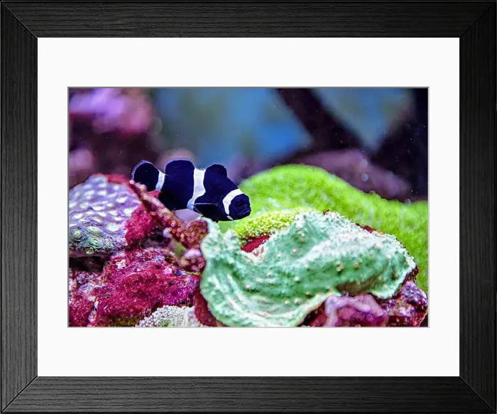 Framed Print : An Saltwater Fish Tank with Coral and Fish Framed Print : An Saltwater Fish Tank with Coral and Fish