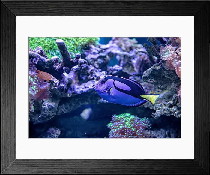 Framed Print : An Saltwater Fish Tank with Coral and Fish Framed Print : An Saltwater Fish Tank with Coral and Fish