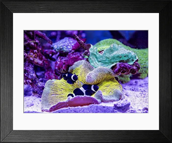 Framed Print : An Saltwater Fish Tank with Coral and Fish Framed Print : An Saltwater Fish Tank with Coral and Fish