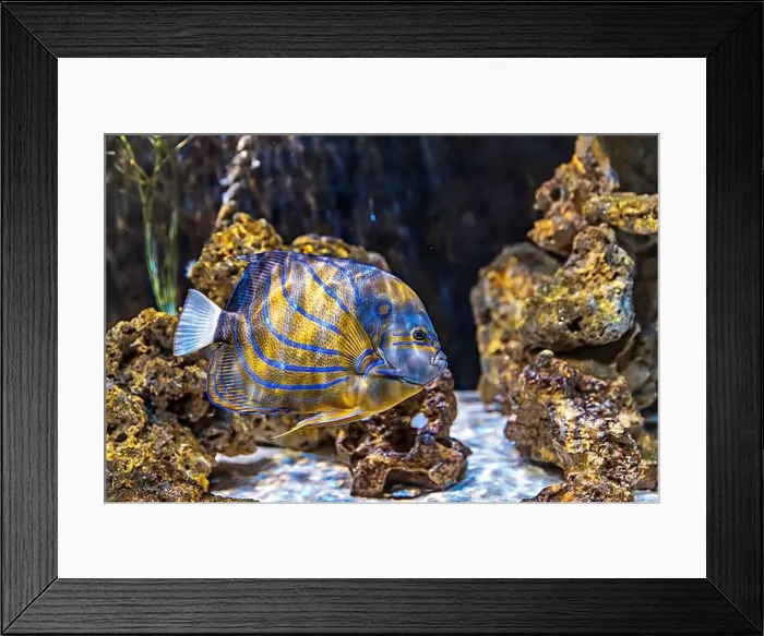 Framed Print : An Saltwater Fish Tank with Coral and Fish