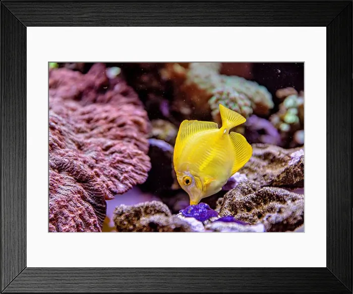 Framed Print : An Saltwater Fish Tank with Coral and Fish Framed Print : An Saltwater Fish Tank with Coral and Fish