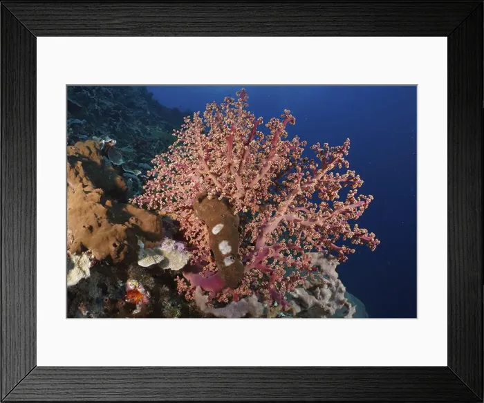 Framed Print : Pink coral, Godeffroy's soft coral (Siphonogorgia godeffroyi) Framed Print : Pink coral, Godeffroy's soft coral (Siphonogorgia godeffroyi)