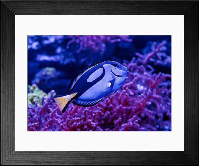 Framed Print : An Saltwater Fish Tank with Coral and Fish Framed Print : An Saltwater Fish Tank with Coral and Fish