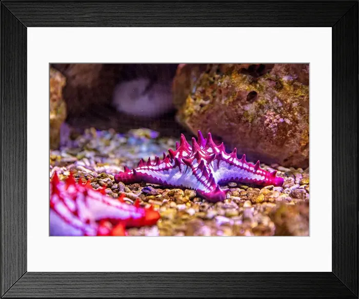 Framed Print : An Saltwater Fish Tank with Coral and Fish Framed Print : An Saltwater Fish Tank with Coral and Fish