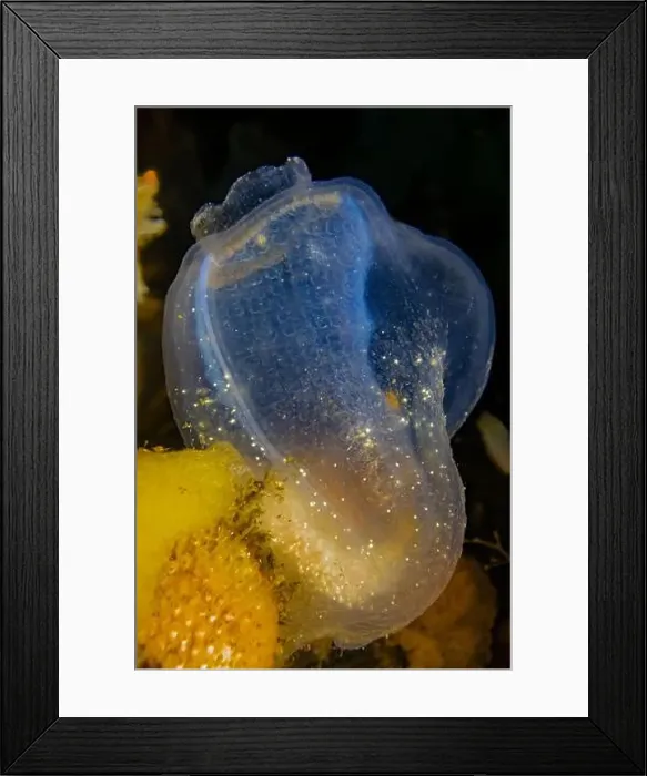 Framed Print : Brooding Transparent Sea Squirt Framed Print : Brooding Transparent Sea Squirt