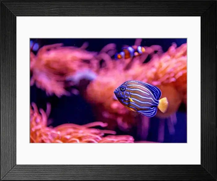 Framed Print : An Saltwater Fish Tank with Coral and Fish Framed Print : An Saltwater Fish Tank with Coral and Fish