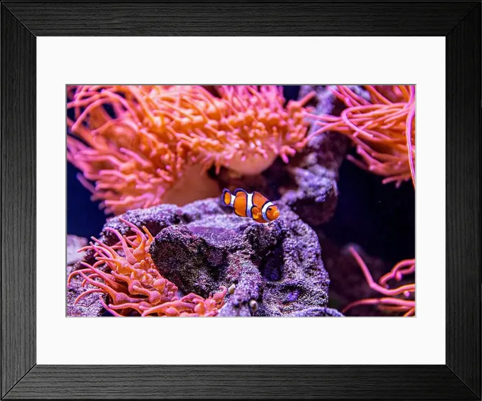 Framed Print : An Saltwater Fish Tank with Coral and Fish Framed Print : An Saltwater Fish Tank with Coral and Fish
