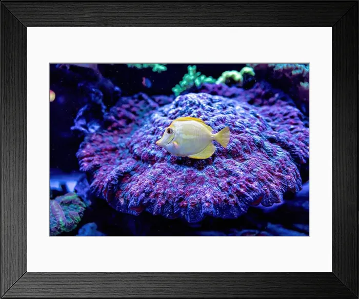 Framed Print : An Saltwater Fish Tank with Coral and Fish Framed Print : An Saltwater Fish Tank with Coral and Fish