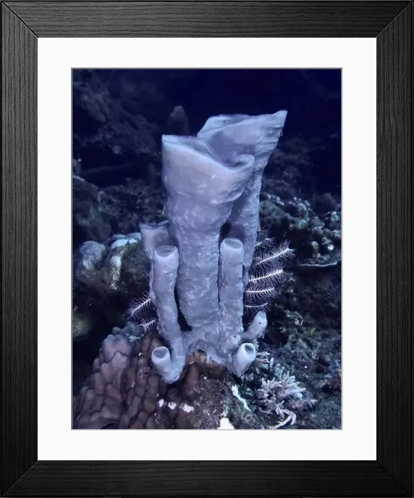 Framed Print : Large tubular sponge (Haliclona (Reniera) in dark sea depth, dive site Twin Reef, Penyapangan, Bali, Indonesia, Asia Framed Print : Large tubular sponge (Haliclona (Reniera) in dark sea depth, dive site Twin Reef, Penyapangan, Bali, Indonesia, Asia
