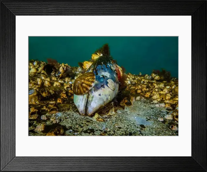 Framed Print : Shield Limpet and Green Falsejingle and barnacles on a Pacific Blue Mussel shell Framed Print : Shield Limpet and Green Falsejingle and barnacles on a Pacific Blue Mussel shell