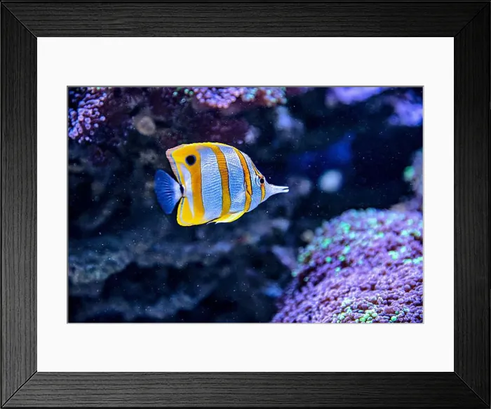 Framed Print : An Saltwater Fish Tank with Coral and Fish Framed Print : An Saltwater Fish Tank with Coral and Fish