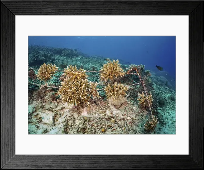 Framed Print : Underwater scene with coral culture of various hard corals on the seabed Framed Print : Underwater scene with coral culture of various hard corals on the seabed