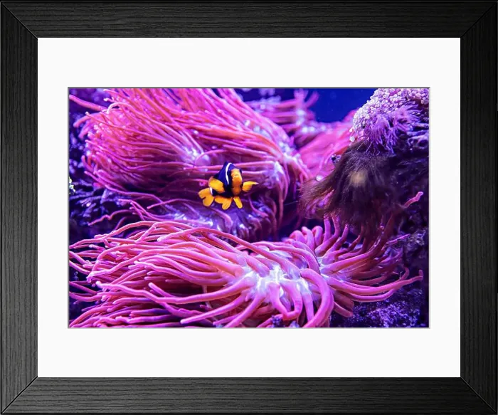 Framed Print : An Saltwater Fish Tank with Coral and Fish
