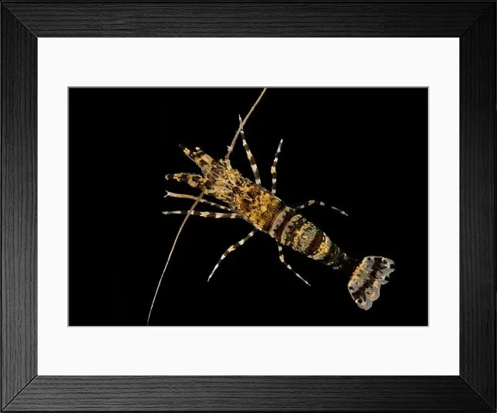 Framed Print : Barred Shrimp, Heptacarpus pugettensis, in Shilshole Bay Marina on Pugest Sound, Seattle, Washington State, USA Framed Print : Barred Shrimp, Heptacarpus pugettensis, in Shilshole Bay Marina on Pugest Sound, Seattle, Washington State, USA