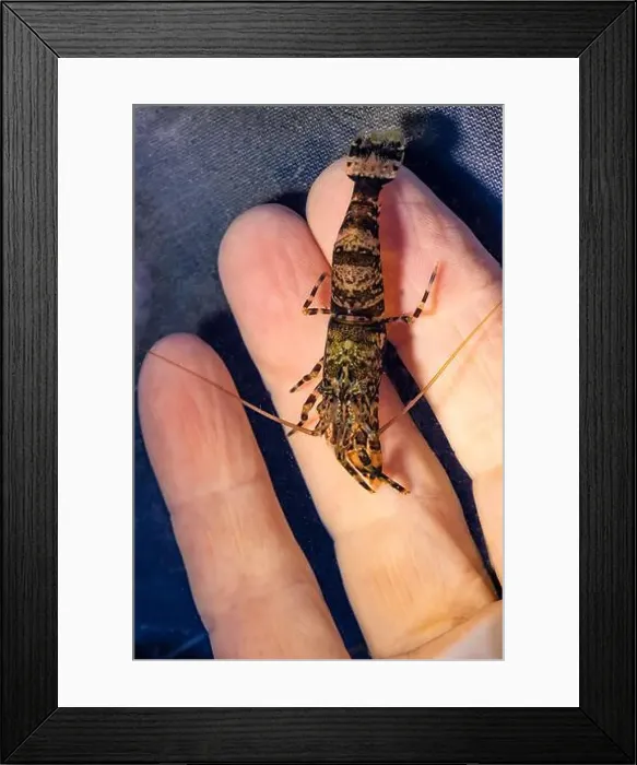 Framed Print : Barred Shrimp, Heptacarpus pugettensis, in Shilshole Bay Marina on Pugest Sound, Seattle, Washington State, USA