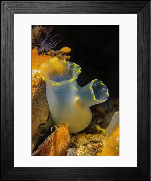 Framed Print : Pacific Transparent Sea Squirt in Shilshole Bay Marina on Pugest Sound, Seattle, Washington State, USA Framed Print : Pacific Transparent Sea Squirt in Shilshole Bay Marina on Pugest Sound, Seattle, Washington State, USA