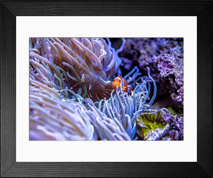 Framed Print : An Saltwater Fish Tank with Coral and Fish Framed Print : An Saltwater Fish Tank with Coral and Fish