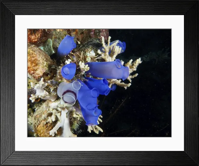 Framed Print : Group of Blue Sea Squirts (Clavelina coerulea) and corals in the ocean Framed Print : Group of Blue Sea Squirts (Clavelina coerulea) and corals in the ocean