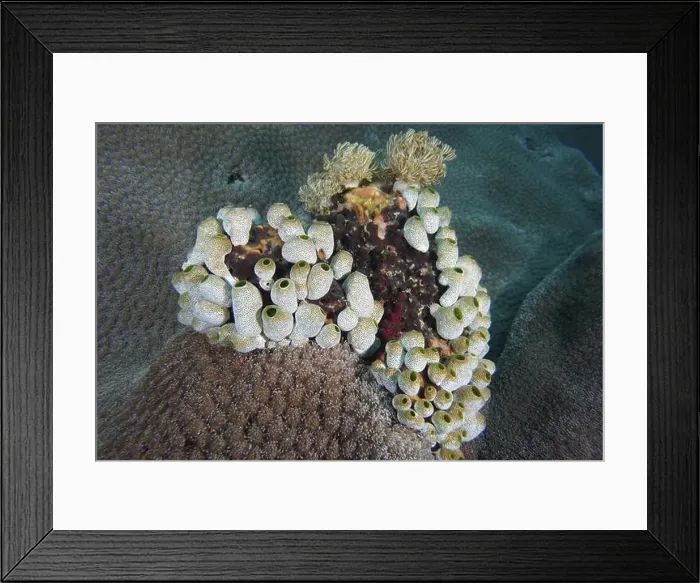 Framed Print : Robust reef sea squirts (Atriolum robustum) form patterns on the stony corals Framed Print : Robust reef sea squirts (Atriolum robustum) form patterns on the stony corals