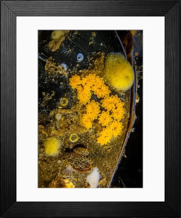 Framed Print : Star Tunicate, Botryllus schlosseri, on mussel in Shilshole Bay Marina on Pugest Sound, Seattle, Washington State, USA Framed Print : Star Tunicate, Botryllus schlosseri, on mussel in Shilshole Bay Marina on Pugest Sound, Seattle, Washington State, USA