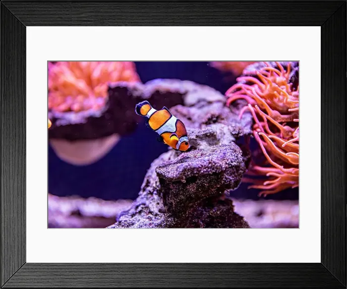 Framed Print : An Saltwater Fish Tank with Coral and Fish Framed Print : An Saltwater Fish Tank with Coral and Fish