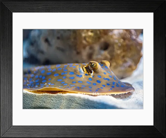 Framed Print : An Saltwater Fish Tank with Coral and Fish Framed Print : An Saltwater Fish Tank with Coral and Fish
