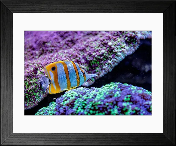 Framed Print : An Saltwater Fish Tank with Coral and Fish Framed Print : An Saltwater Fish Tank with Coral and Fish
