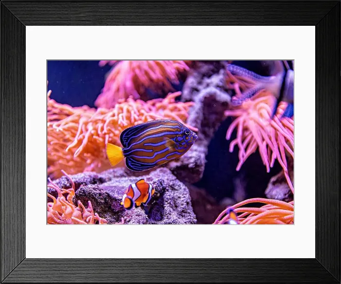 Framed Print : An Saltwater Fish Tank with Coral and Fish Framed Print : An Saltwater Fish Tank with Coral and Fish