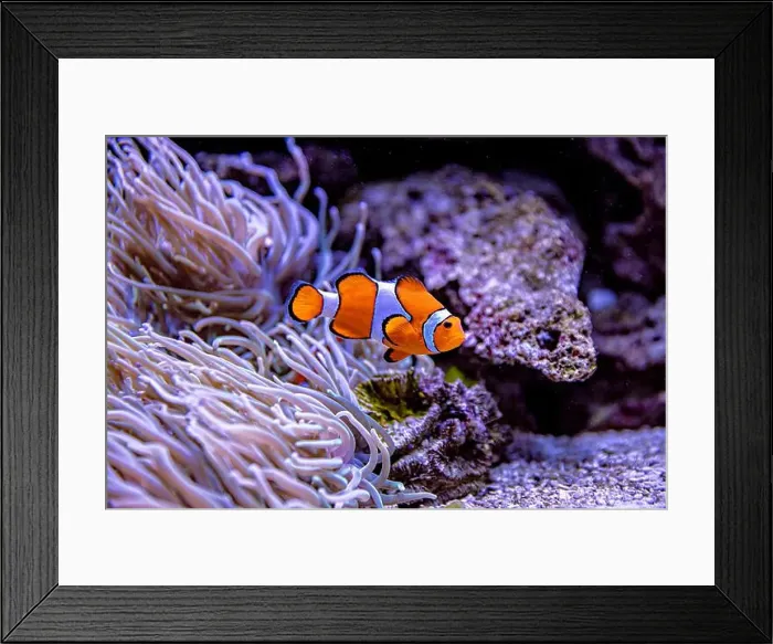 Framed Print : An Saltwater Fish Tank with Coral and Fish Framed Print : An Saltwater Fish Tank with Coral and Fish