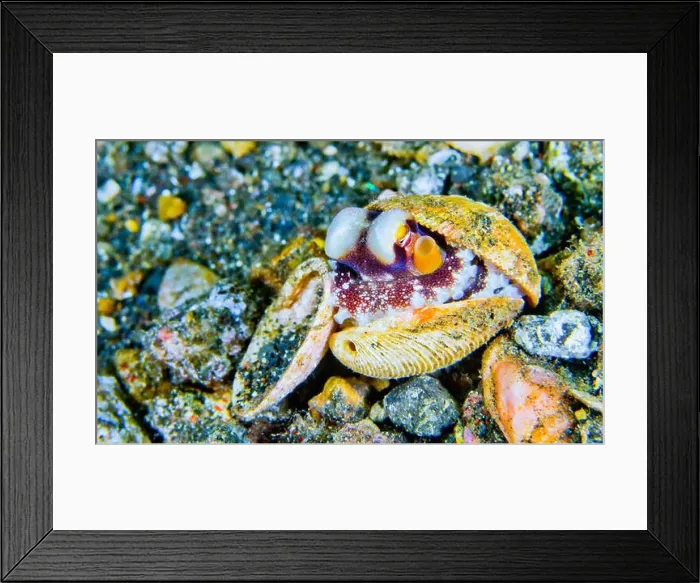 Framed Print : Coconut Octopus, Amphioctopus Marginatus, Reef Building Corals, Coral Reef, Lembeh, North Sulawesi, Indonesia, Asia