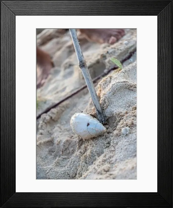 Framed Print : Exploring a coastal habitat with crabs and a hermit crab on the sand Framed Print : Exploring a coastal habitat with crabs and a hermit crab on the sand