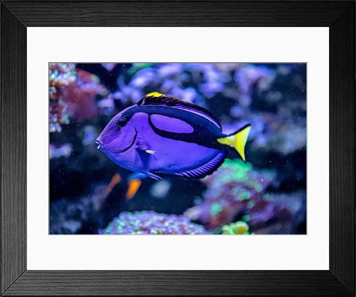 Framed Print : An Saltwater Fish Tank with Coral and Fish