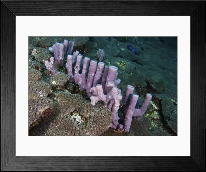 Framed Print : Elongated, pink large tube sponge (Haliclona (Reniera) in a fanned coral formation on the seabed