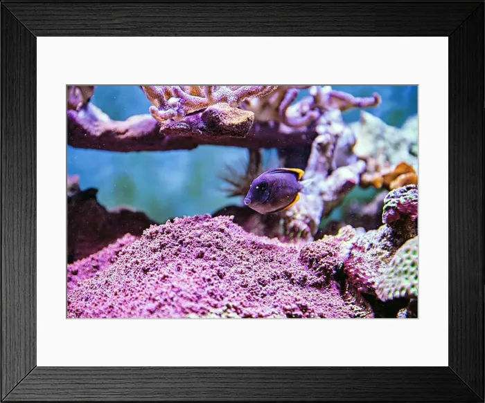 Framed Print : An Saltwater Fish Tank with Coral and Fish Framed Print : An Saltwater Fish Tank with Coral and Fish