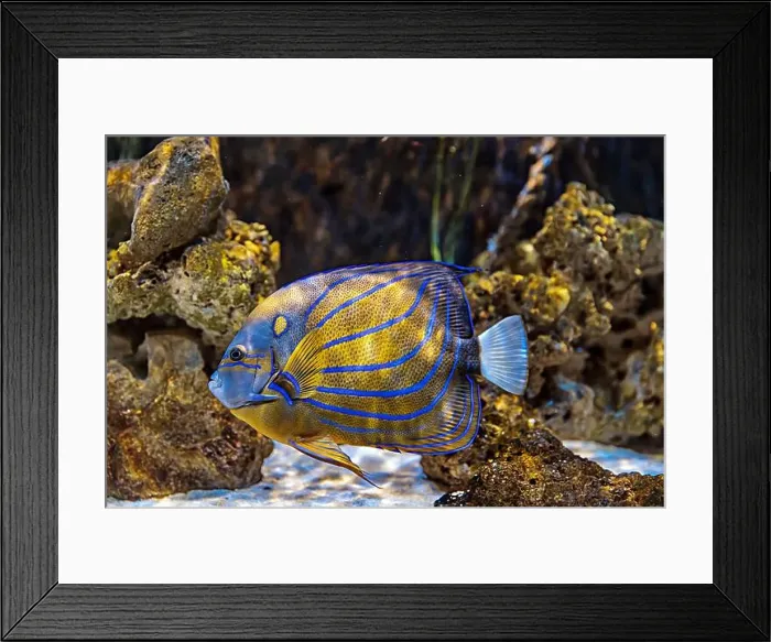 Framed Print : An Saltwater Fish Tank with Coral and Fish Framed Print : An Saltwater Fish Tank with Coral and Fish